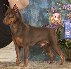 FreeSpirit's Coca-Cola Cherry 