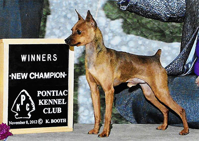 Freespirit Special Agent Ziva David