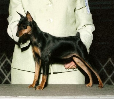 Freespirit's Ebony Lace