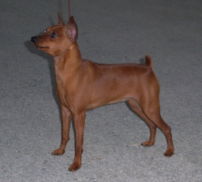 San Spurs Flash Dancer V Soritas