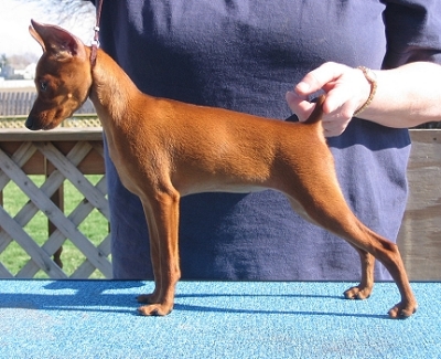 San Spurs Flash Dancer V Soritas