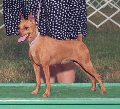 Shadowmist's Sweet Lil Midge 