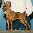 Charkara Miss Daisy